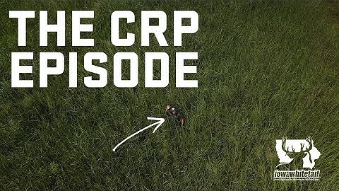 The benefits of the CRP program for your whitetail farm!