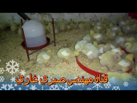 فوائد التربية علي الرمل ومواصفات الفرشة الجيدة للدجاج