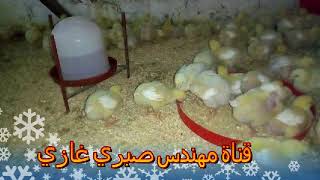 فوائد التربية علي الرمل ومواصفات الفرشة الجيدة للدجاج