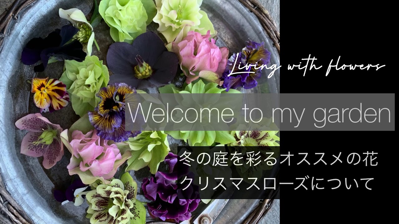 クリスマスローズの基本的なお手入れ方法について 冬にオススメの花クリスマスローズ 管理方法 古葉切り 庭づくり 日々の暮らし Youtube