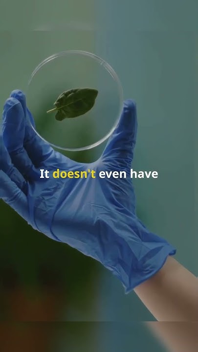 Meet the Blob:The Maze-Solving Slime Mold! #facts #braindrain #mould # ...