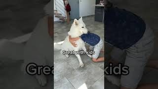Facts about White Swiss Shepherd