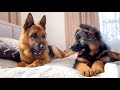 German Shepherd Confused by Meeting with German Shepherd Puppy