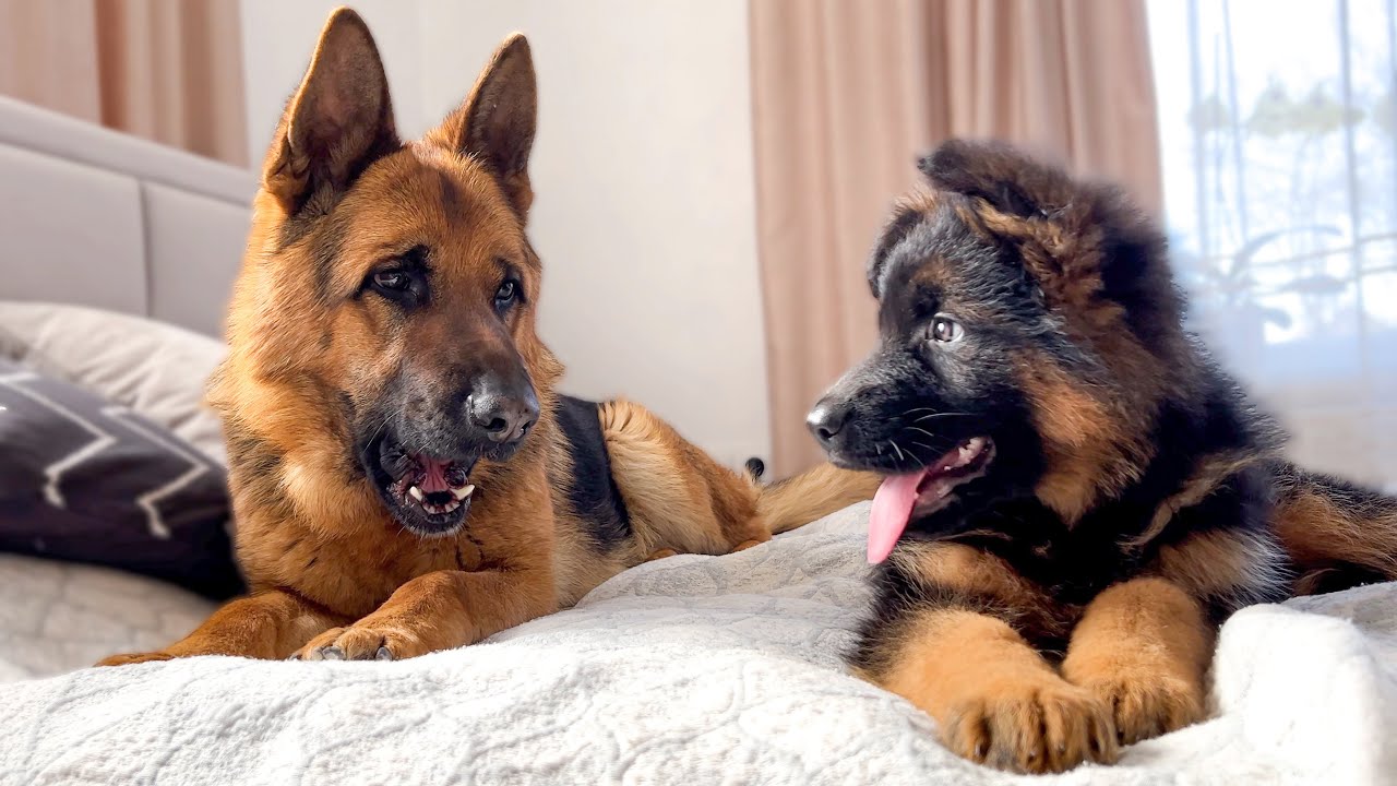 German Shepherd Confused by Meeting with German Shepherd Puppy - YouTube