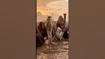 ﴿أفلا ينظرون إلى الإبل كيف خلقت﴾ القارئ: #عبدالله_الجهني  #عبق #التلاوات #المصحف #الجمعة #تيك_توك