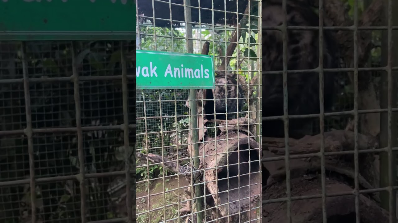 Low ak coffee the most coffee in the world bali indonesia