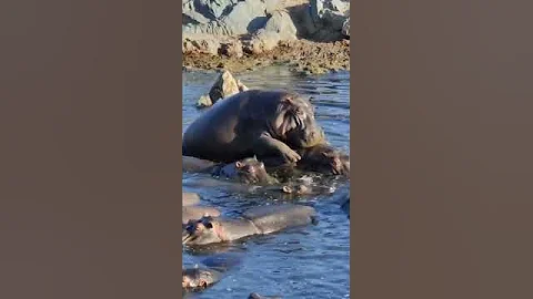 Hippos Mating -Tanzania Safari