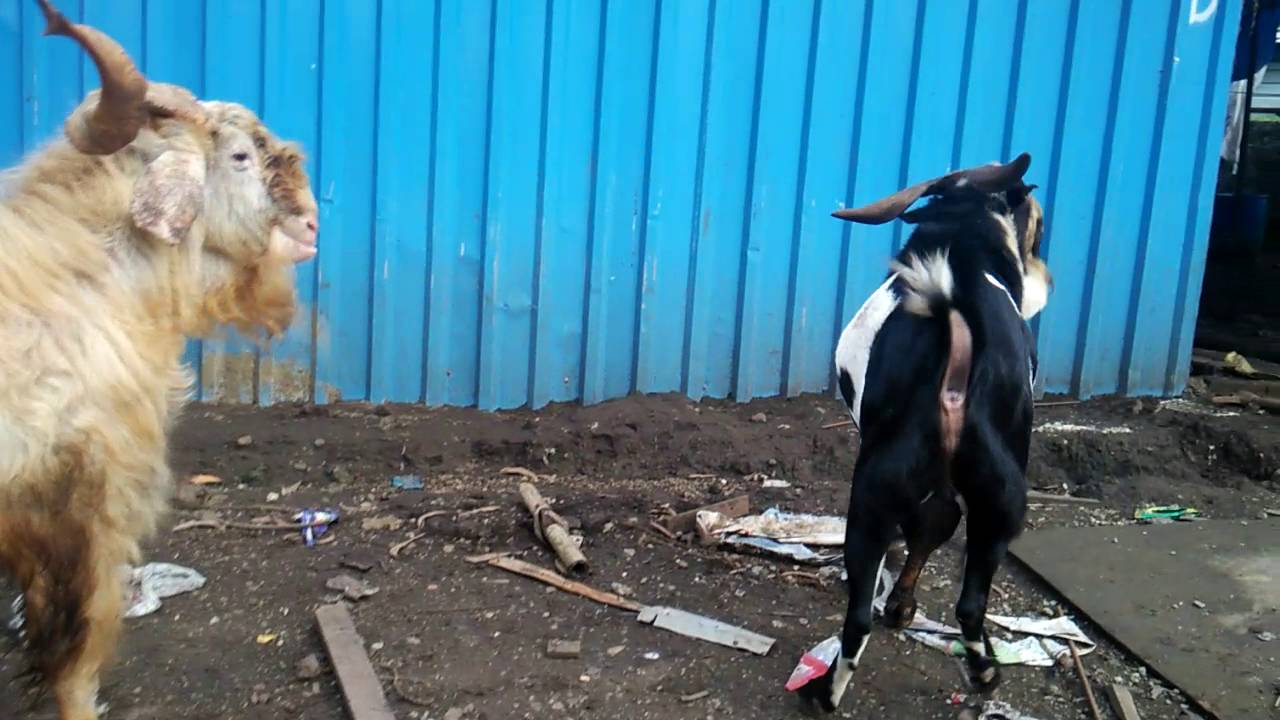 desi goats boxer lala youtube