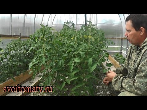 Формирование и уход за томатами в теплицах