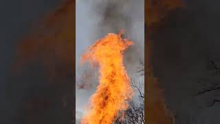 Why Christmas tree fires can go bad REAL quick!