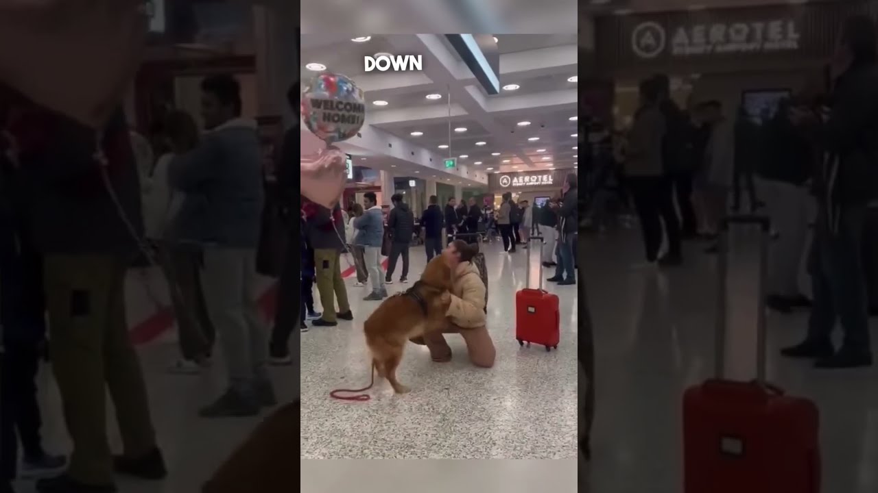 Dog Reunites With His Owner At The Airport 