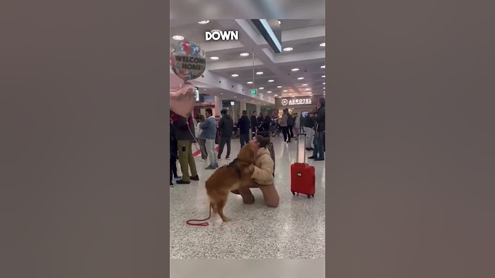 Dog reunites with his owner at the airport 🥹