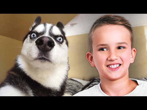 تحدي حاول ألا تضحك من فلاد