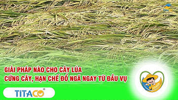TITACO - GIẢI PHÁP NÀO CHO CÂY LÚA CỨNG CÂY, HẠN CHẾ ĐỔ NGÃ NGAY TỪ ĐẦU VỤ
