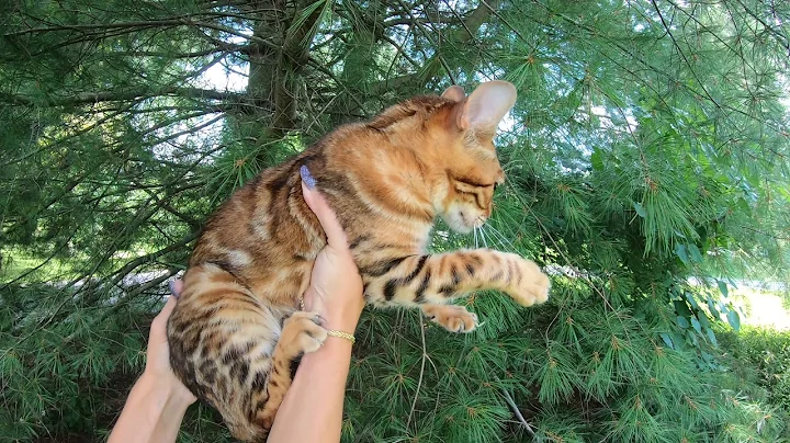 Watch the video about Bengal Cat (Aphrodite)