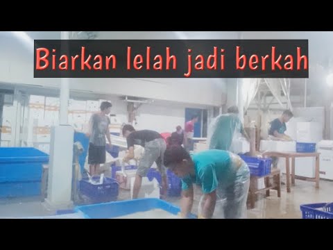 INILAH PROSES PACKING IKAN LAYUR - YouTube