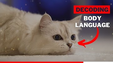 Decoding Your Cat