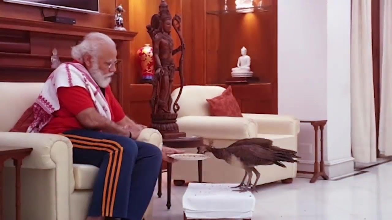 Indian Prime Minister Modi feeds peacocks | AFP