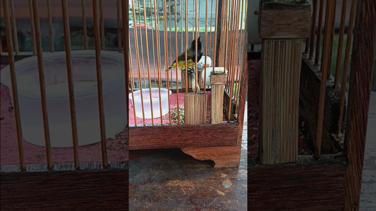 Cách chọn chim hút mật 5 màu tố chất- bốc phốt chim chém cánh 😅😅