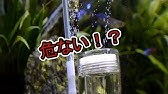 水槽diy 自作co2拡散器for発酵式 ｱｸｱﾘｳﾑ Youtube