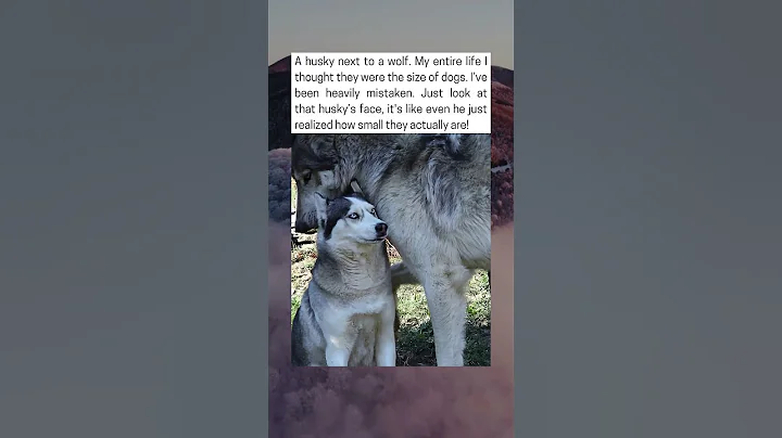 Husky Next To A Wolf