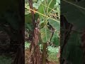 Kerala banana field 🍌🍌 🌴🌴 #BananaField #NatureBeauty #GreenFields #GodsOwnCountry #TropicalLife
