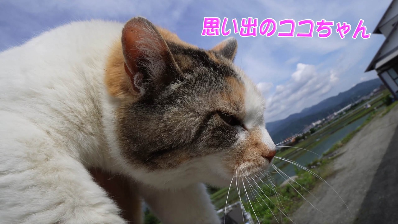 思い出のココちゃん23601 #三毛猫 - YouTube