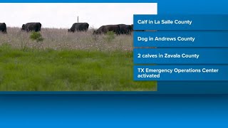 Two more cases of flesh eating worm in Texas, threatening livestock and pets