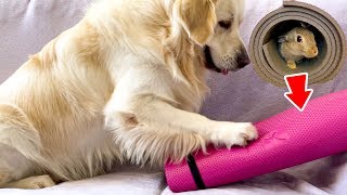 Baby Bunnies Surprise the Golden Retriever with their Play