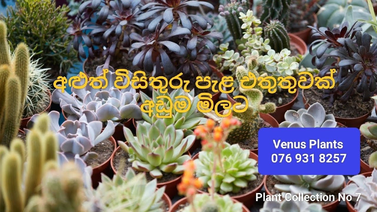 අළුත්ම විසිතුරු පැළ එකතුවක් අඩුම මිලට (Cactus,Succulent,Bromelia)|Venus Plants| Whatsapp 0769318257
