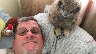 Tristan the Eagle Owl