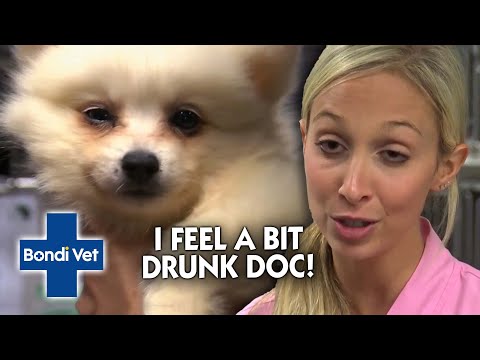 Puppy's System CRASHES! Resulting in some Drunk Behaviour 😵 | Classic Clip | Bondi Vet