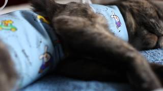 Кошка ищет хозяина!!! Кошка ищет хозяина!!!
