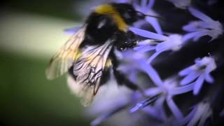 Bumblebee - flight of
