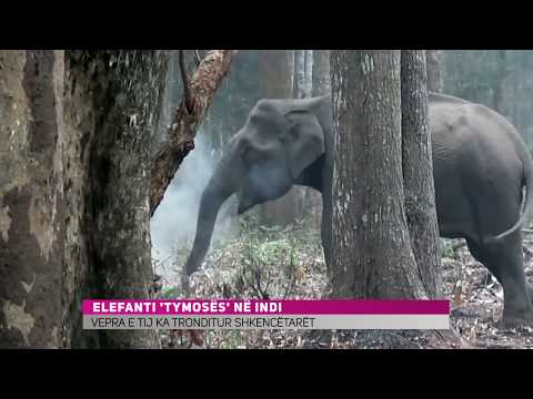 Video: Sa Peshon Një Elefant