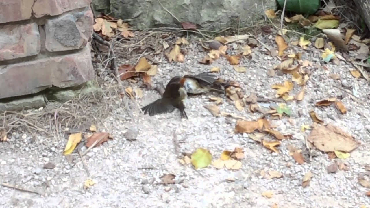 Fighting robins YouTube