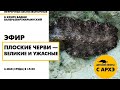 Детский эфир «Плоские черви — великие и ужасные»| «Неурочные беспозвоночные» с Вадимом Марьинским