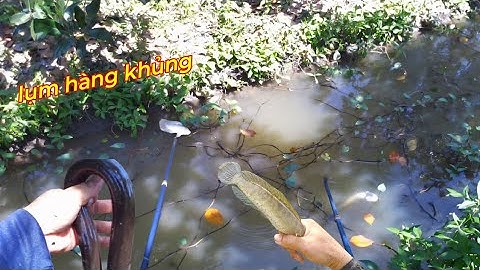 Mới Xuống Vợt Đã Lụm Hàng Khủng Cá Còn Nhiều Trong Mương Huyền Thoại | kích cá miền tây
