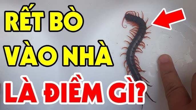 Con Rết Bò Vào Nhà Đánh Số Mấy - Ý Nghĩa, Điềm Báo Và Cách Xử Lý