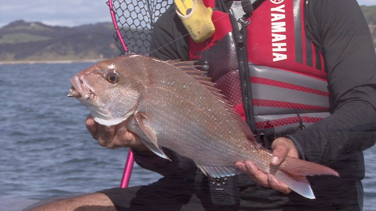 Jetski Fishing Show S1 Ep3 Softbaiting Waiheke