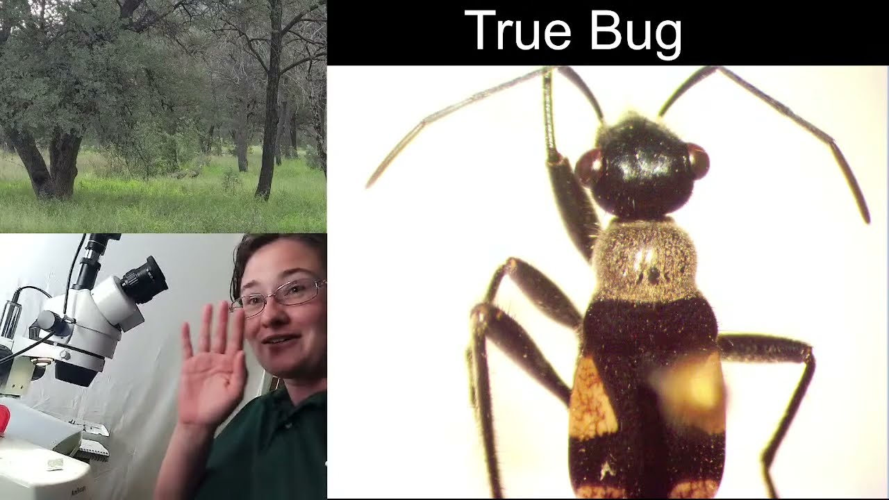 Insect Illustrations Under a Microscope: Bordered Plant Bug (Arhaphe arguta)