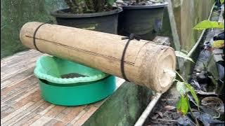 Cara memindahkan lebah madu trigona leaviceps ke bambu betung