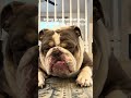 Every single time 🐾#englishbulldog #relatable #funnydogs #bulldoglife #dogreels