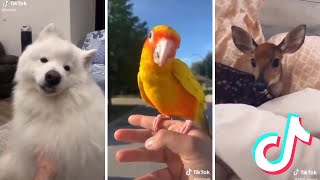 Cute Pets on Tik Tok that Make me Feel Happy Inside