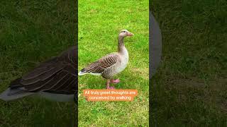 Early morning enjoyment #positivity #nature #ducks