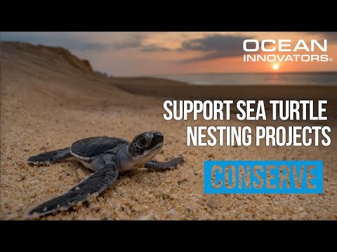SEE Turtles Project - Ocean Innovators