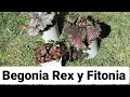 Transplantando Begonia Rex y Fitonia #cuidados #sustrato #riego .