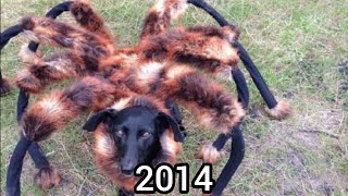 Evolution of Mutant Giant Spider Dog