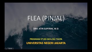 4  Ektoparasit Flea/Pinjal (Part 1)