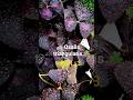 Part :3- How to propogate Oxalis triangularis? #trendingshorts #tamiltrending #oxalis #gardening
